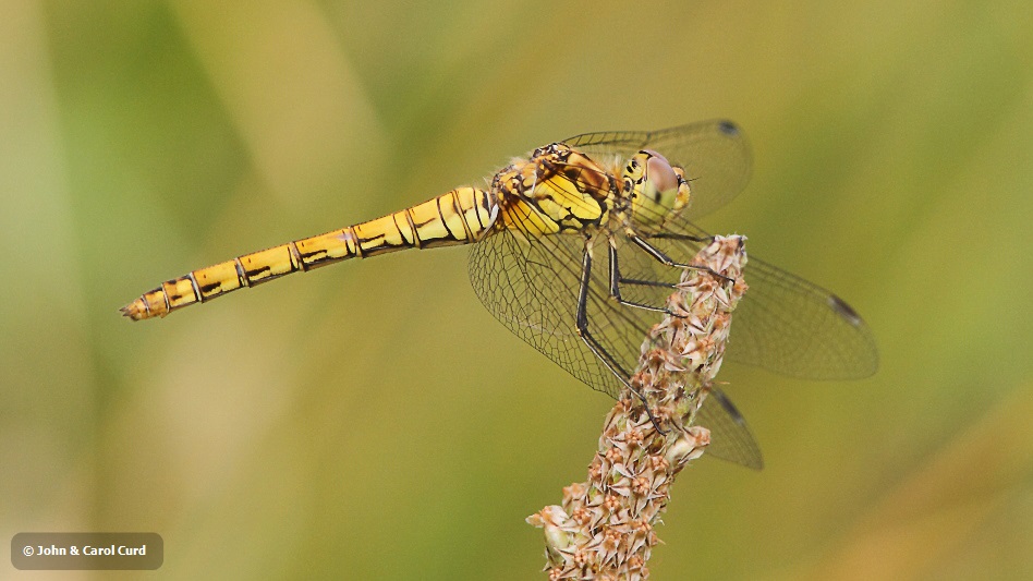 IMG_9569 Sympetrum striolatum female.JPG